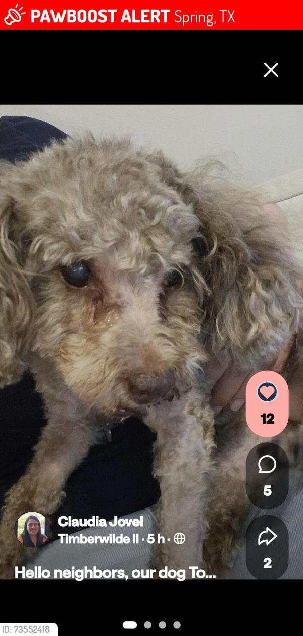 Lost Male Dog last seen Near Lazy Ln., Spring, TX 77389