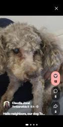 Lost Male Dog last seen Near Lazy Ln., Spring, TX 77389