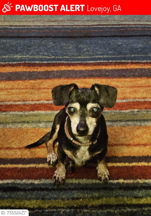 Lost Female Dog last seen LaCosta Moblie Home Park, Lovejoy, GA 30228