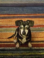 Lost Female Dog last seen LaCosta Moblie Home Park, Lovejoy, GA 30228