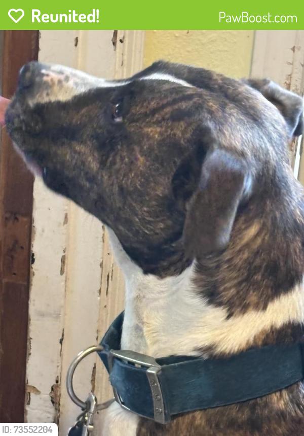 Reunited Female Dog last seen 32nd and Grandview, Sioux City, IA 51104