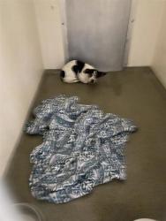 Shelter Stray Male Dog last seen NE 29th Street, VANCOUVER, WA, 98662, 1100 NE 192nd Ave, Vancouver, WA 98684, USA