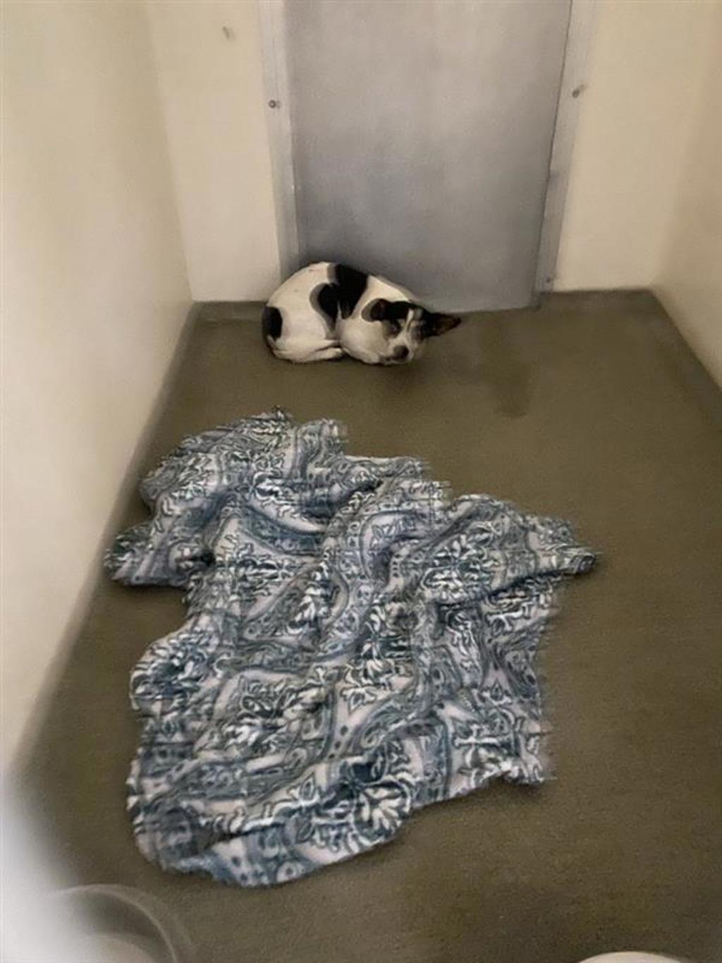 Shelter Stray Male Dog last seen NE 29th Street, VANCOUVER, WA, 98662, 1100 NE 192nd Ave, Vancouver, WA 98684, USA