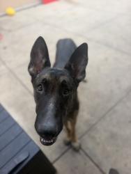 Shelter Stray Male Dog last seen Azusa Street, San Diego, CA, 92110, 5500 Gaines St, San Diego, CA 92110, USA