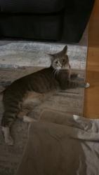 Reunited Male Cat last seen Pisgah Drive and Pearl Lake Causeway, Altamonte Springs, FL 32714