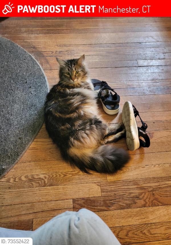 Lost Male Cat last seen White street and Green road, Manchester, CT 06042