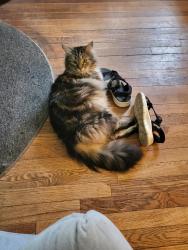 Lost Male Cat last seen White street and Green road, Manchester, CT 06042