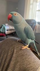 Lost Female Bird last seen Iliff and Peoria, Aurora, CO 80012