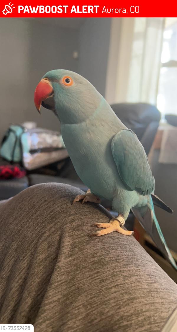 Lost Female Bird last seen Iliff and Peoria, Aurora, CO 80012