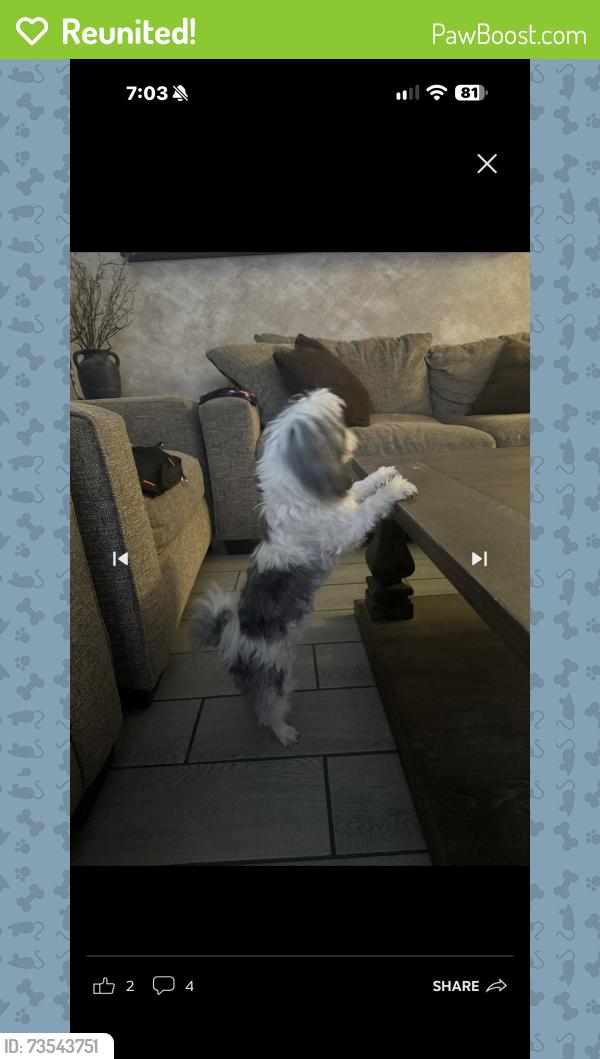 Reunited Female Dog last seen 72nd dr and encanto boulevard, Phoenix, AZ 85035