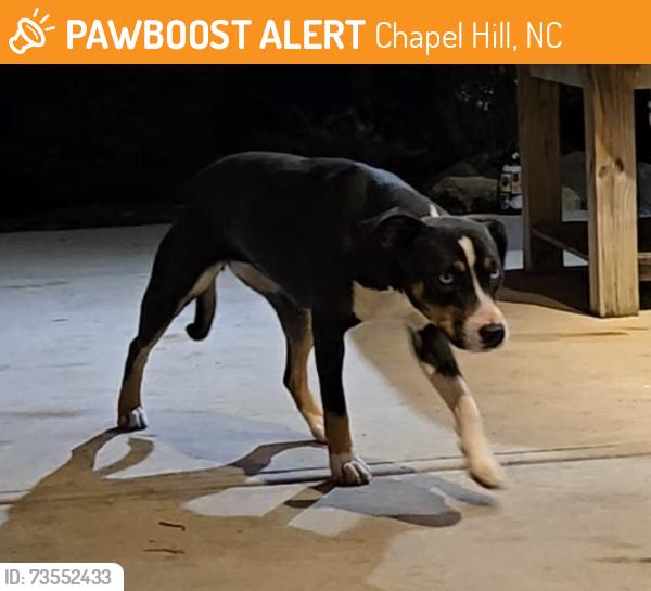 Found/Stray Unknown Dog last seen The Parlour at Manns Chapel, Chapel Hill, NC 27516