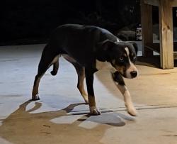 Found/Stray Unknown Dog last seen The Parlour at Manns Chapel, Chapel Hill, NC 27516