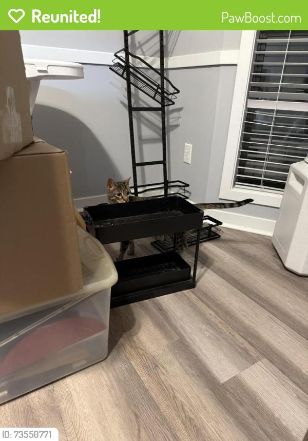Reunited Female Cat last seen Dalton rd, Fayetteville, NC 28314