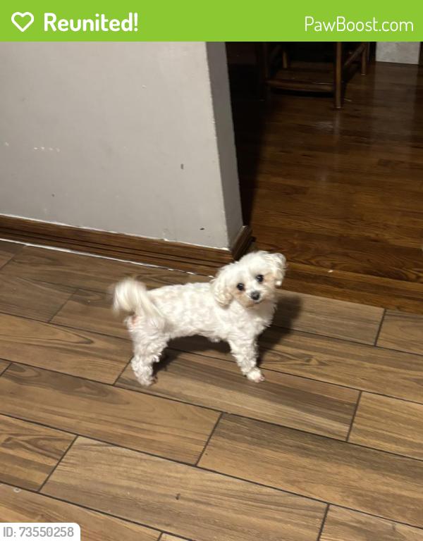 Reunited Female Dog last seen Near kennedy Ave Hempstead NY 11550, Hempstead, NY 11550