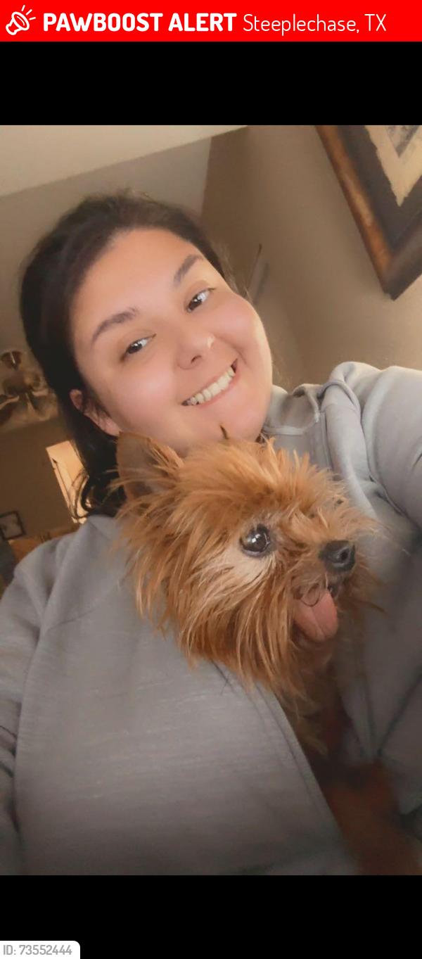 Lost Female Dog last seen Steepleway and West rd., Steeplechase, TX 77065