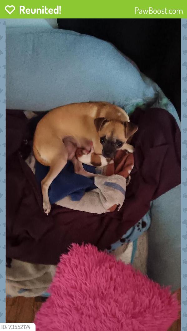 Reunited Female Dog last seen Central and 156, Compton, CA 90220