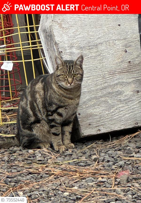 Lost Female Cat last seen 1st Street, Central Point, OR 97502