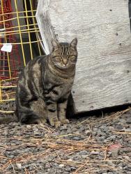 Lost Female Cat last seen 1st Street, Central Point, OR 97502