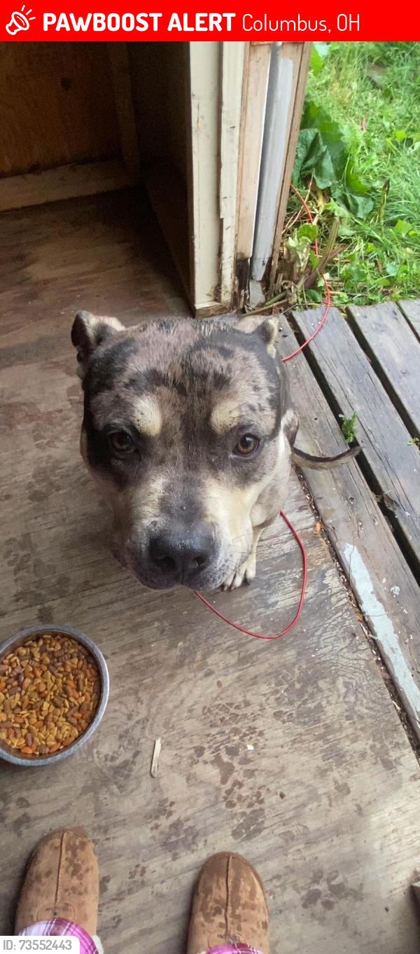 Lost Male Dog last seen Near Ormond ave Columbus ohio, Columbus, OH 43224
