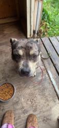 Lost Male Dog last seen Near Ormond ave Columbus ohio, Columbus, OH 43224