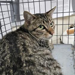 Shelter Stray Male Cat last seen , 361 S Raymond Ave, Pasadena, CA 91105, USA