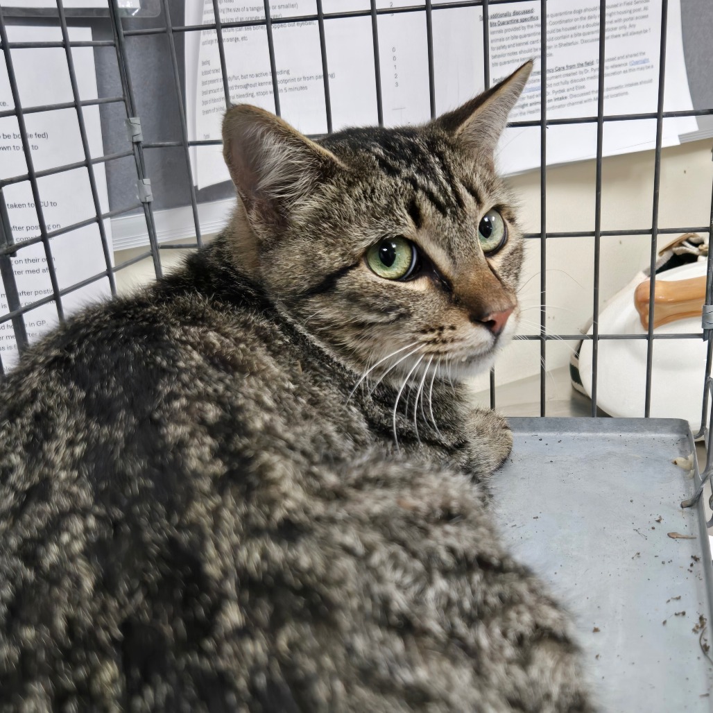 Shelter Stray Male Cat last seen , 361 S Raymond Ave, Pasadena, CA 91105, USA