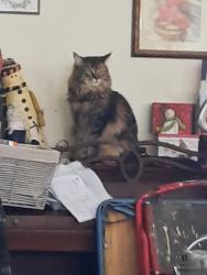 Lost Male Cat last seen Green rd, Manchester, CT 06042