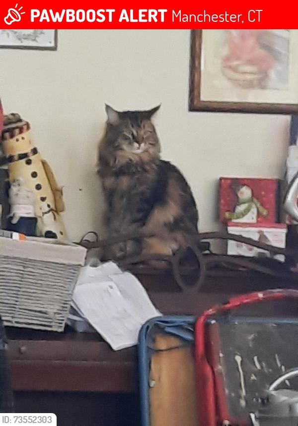 Lost Male Cat last seen Green rd, Manchester, CT 06042