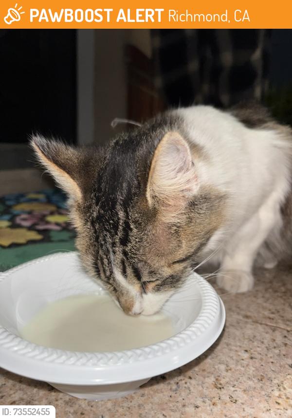 Found/Stray Unknown Cat last seen Roosevelt and 44th, Richmond, CA 94805
