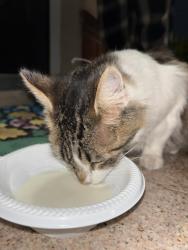 Found/Stray Unknown Cat last seen Roosevelt and 44th, Richmond, CA 94805