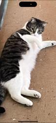 Reunited Male Cat last seen Near Parker Ave, Poughkeepsie, NY 12601, USA, Poughkeepsie, NY 12601