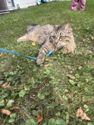 Lost Male Cat last seen Villa st right infront of dairy queen, Elgin, IL 60120