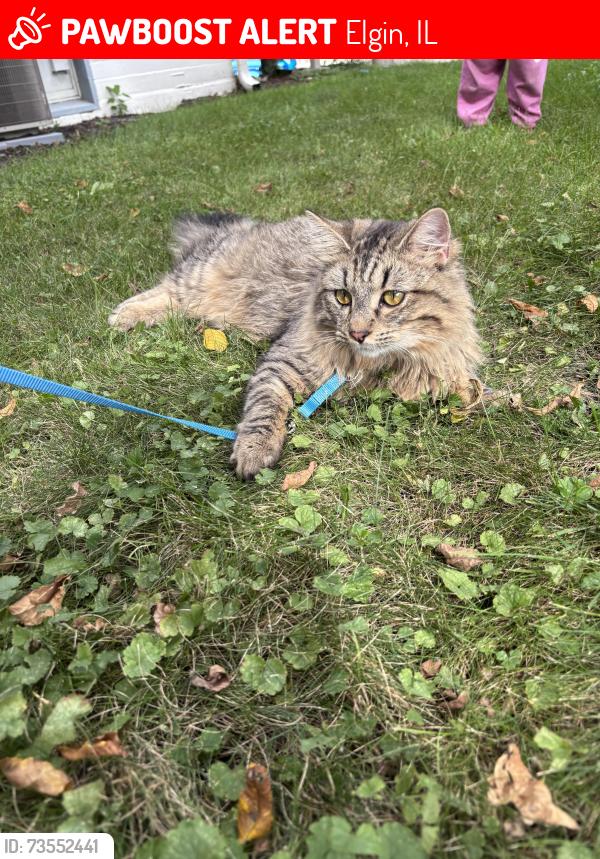 Lost Male Cat last seen Villa st right infront of dairy queen, Elgin, IL 60120