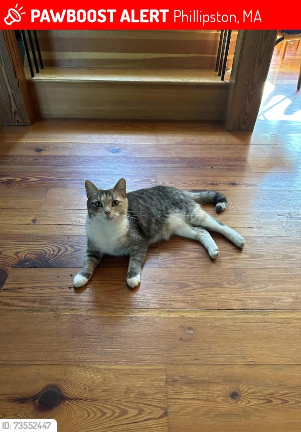 Lost Female Cat last seen Athol Rd, State Rd, Phillipston, MA 01331