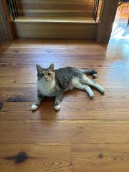 Lost Female Cat last seen Athol Rd, State Rd, Phillipston, MA 01331