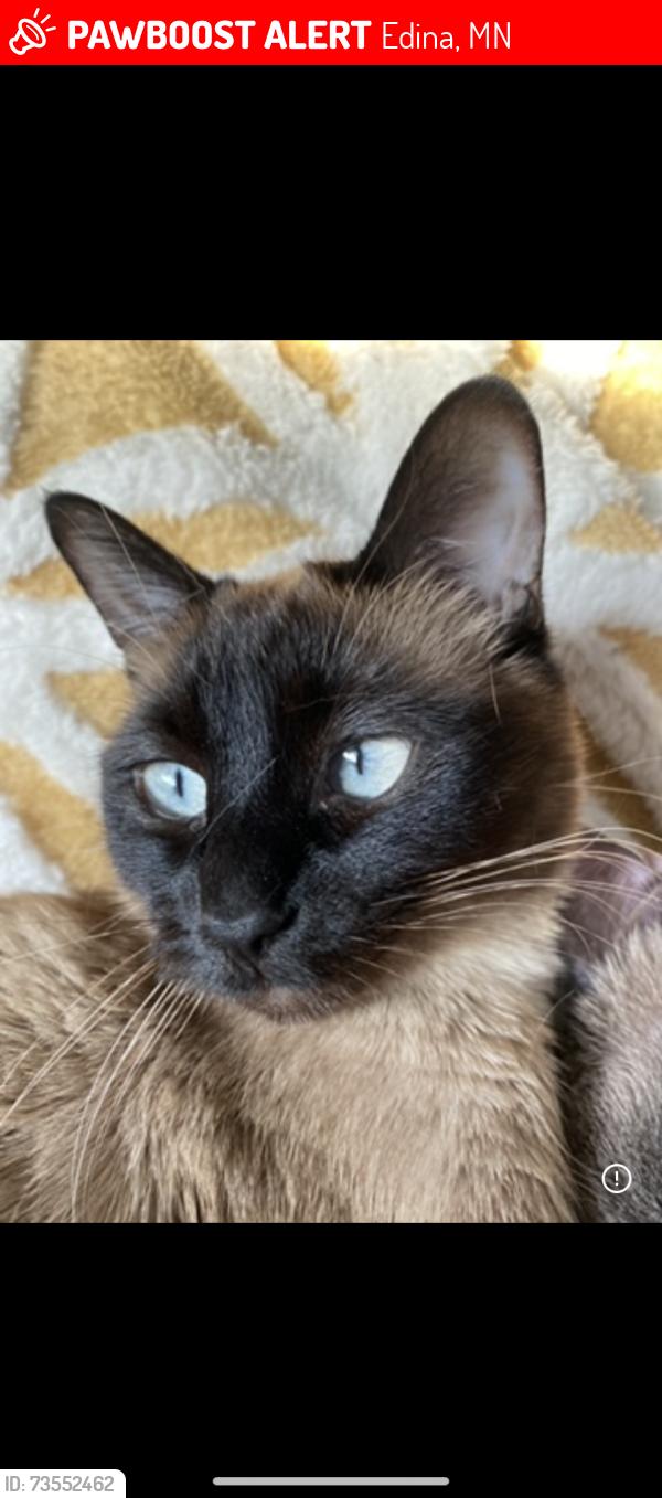 Lost Female Cat last seen Vernon terrace across from Jerrys foods Edina, Edina, MN 55436