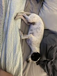 Reunited Female Dog last seen Carriage hse village, Temple, TX 76502