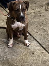 Found/Stray Male Dog last seen St Clair street, Pittsburgh, PA 15206