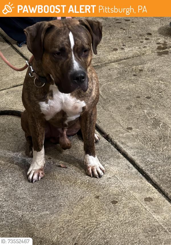 Found/Stray Male Dog last seen St Clair street, Pittsburgh, PA 15206