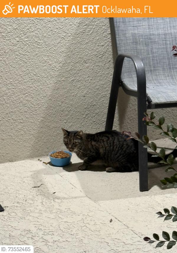 Found/Stray Male Cat last seen Sequoia trail, Ocklawaha, FL 32179