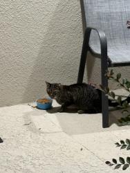 Found/Stray Male Cat last seen Sequoia trail, Ocklawaha, FL 32179