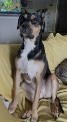 Lost Female Dog last seen Bernal and singleton, Dallas, TX 75212