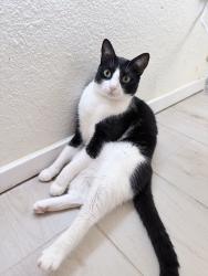Lost Male Cat last seen Hampton St/Andrew St, San Juan, TX 78589