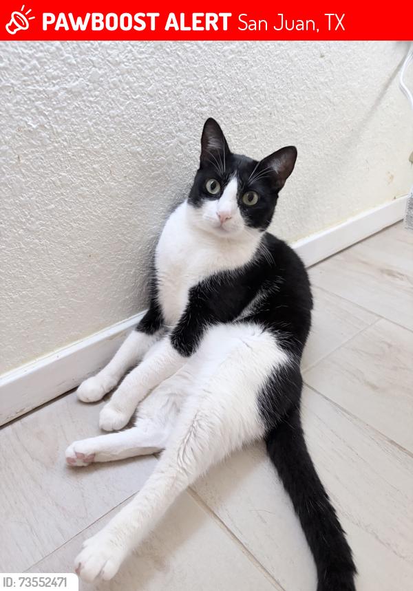 Lost Male Cat last seen Hampton St/Andrew St, San Juan, TX 78589