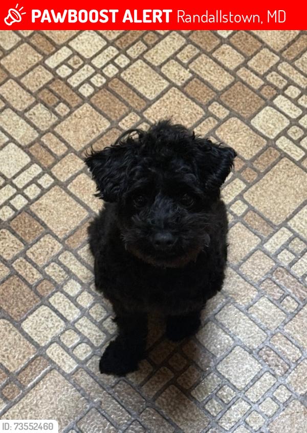 Lost Female Dog last seen Near Liberty Rd, Randallstown, MD 21133