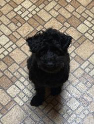 Lost Female Dog last seen Near Liberty Rd, Randallstown, MD 21133
