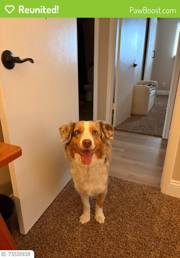 Reunited Female Dog last seen Bell demar, Tempe, AZ 85283