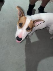 Found/Stray Male Dog last seen Heritage Ln and Forest Hill Dr, Forest Hill, TX 76140