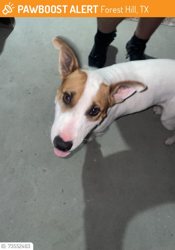 Found/Stray Male Dog last seen Heritage Ln and Forest Hill Dr, Forest Hill, TX 76140
