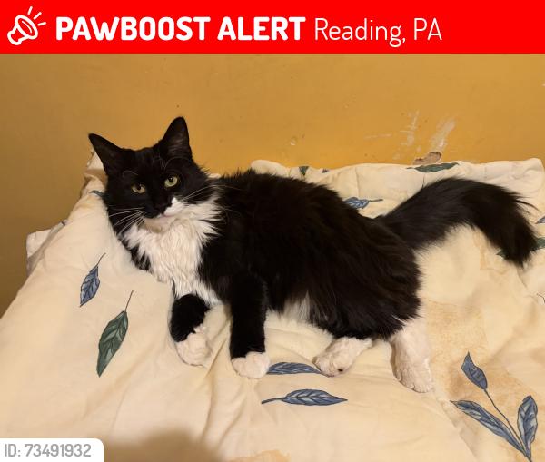Lost Female Cat last seen schuylkill ave near the family dollar and baer park, Reading, PA 19601